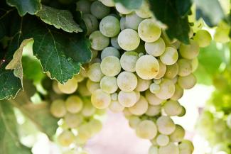 selective-focus photography of green grapes by Nacho Domínguez Argenta courtesy of Unsplash.