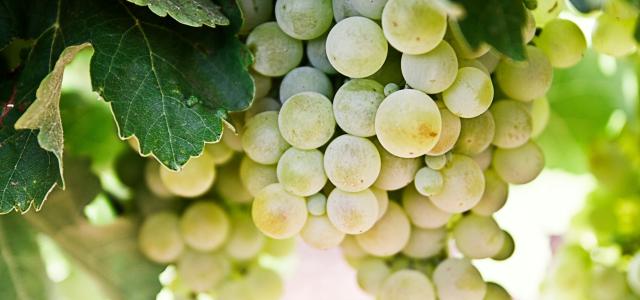 selective-focus photography of green grapes by Nacho Domínguez Argenta courtesy of Unsplash.